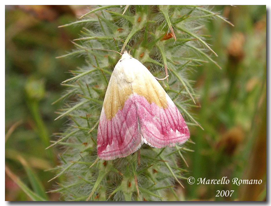 Incontri sulle Madonie: Eublemma purpurina (Lep., Erebidae)